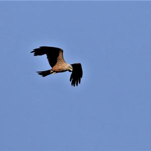 Black Kite