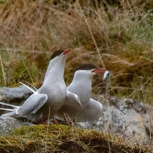 Arctic Tern