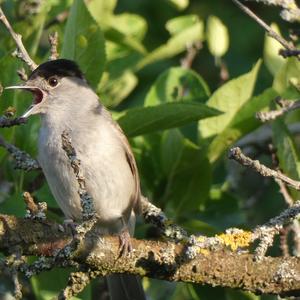 Blackcap