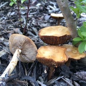 Tawny Funnel-cap