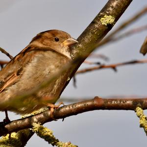 House Sparrow