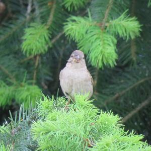 House Sparrow