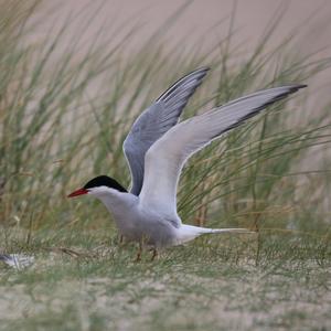 Arctic Tern