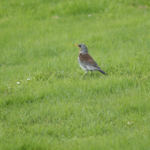 Fieldfare