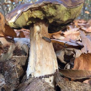 King Bolete