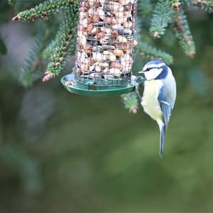 Blue Tit