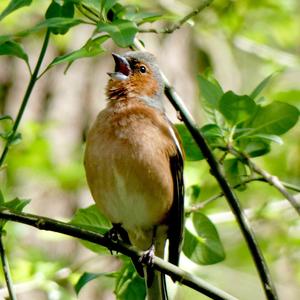 Eurasian Chaffinch