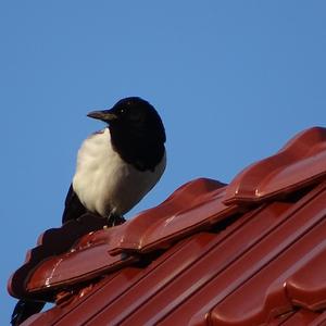 Black-billed Magpie