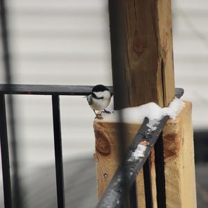 Black-capped Chickadee