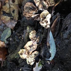 Stump Puffball