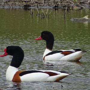 Common Shelduck