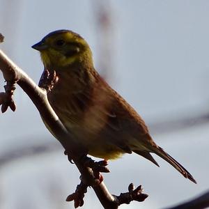 Cirl Bunting