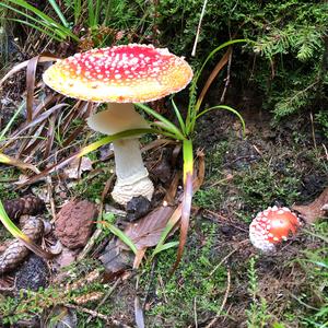 Fly Agaric