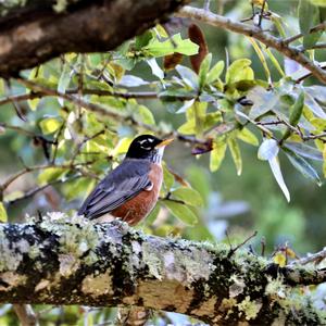 American Robin