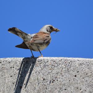 Fieldfare