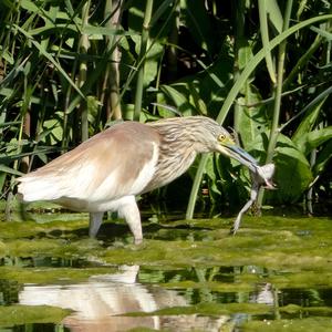 Squacco Heron