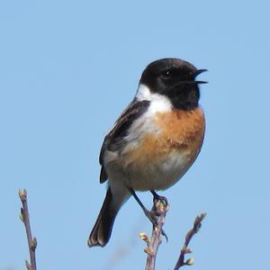 European stonechat