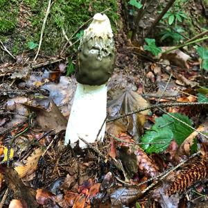 Stinkhorn, Common