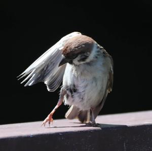 Eurasian Tree Sparrow