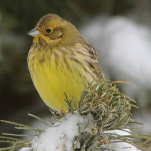 Yellowhammer