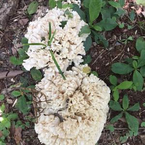 Eastern Cauliflower Mushroom