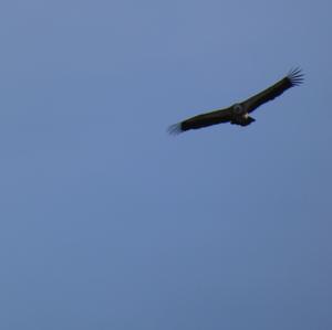 Griffon Vulture