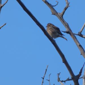 Eurasian Linnet