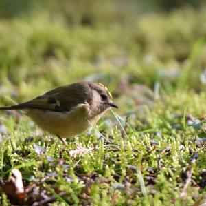 Goldcrest