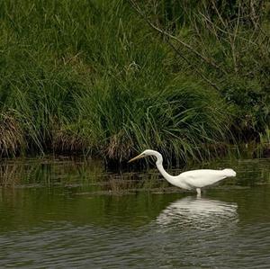 Great Egret