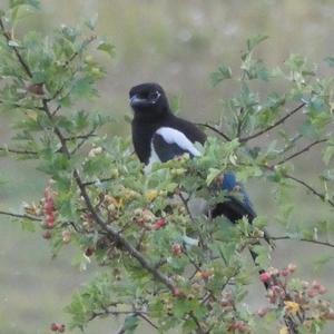 Black-billed Magpie