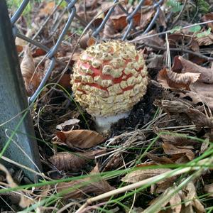 Fly Agaric