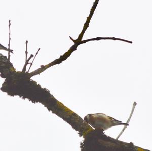 European Goldfinch