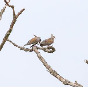 European Turtle-dove