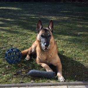 Belgian Malinois