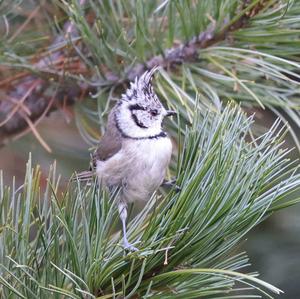 Crested Tit