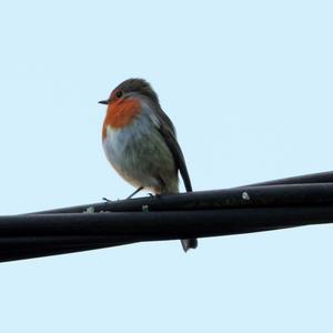 European Robin