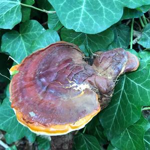 Shining Ganoderma