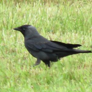 Eurasian Jackdaw