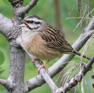 Rock Bunting