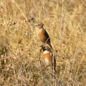 European stonechat