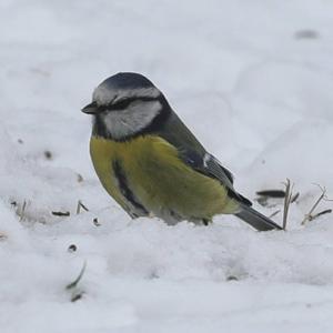 Blue Tit