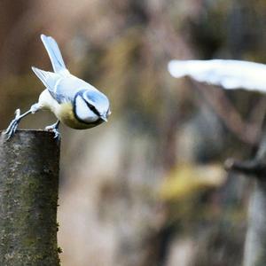 Blue Tit