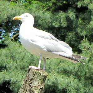 Herring Gull