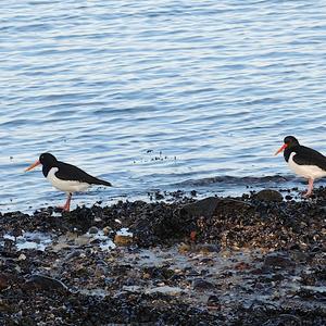 Eurasian Oystercatcher