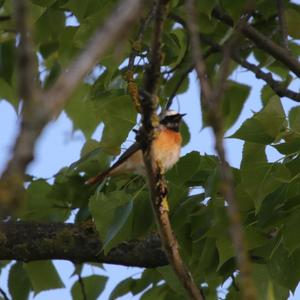 Common Redstart