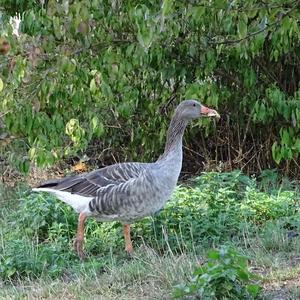 Greylag Goose