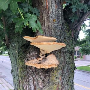 Dryad`s Saddle