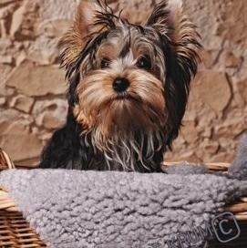 Yorkshire Terrier