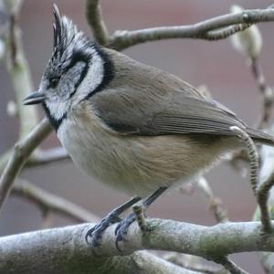 Crested Tit