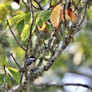 Carolina Chickadee